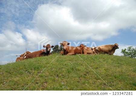 Cows resting on green grass 123347281