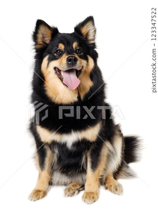 Happy Finnish Lapphund dog sitting on a white background Happy Finnish Lapphund dog sitting on a white background 123347522