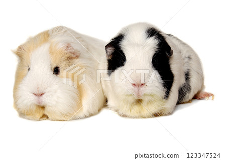 Two Guinea pigs on a clean white background Two Guinea pigs on a clean white background 123347524