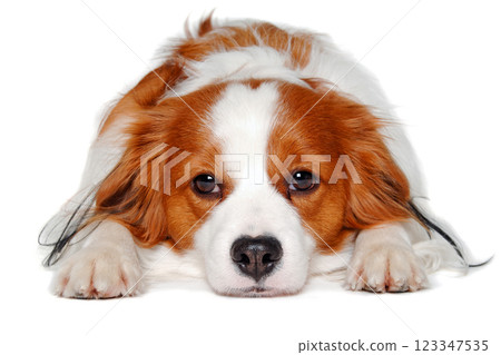 Sad  Kooiker dog resting 123347535