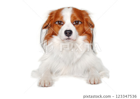therianthrope Kooiker dog with human eyes 123347536