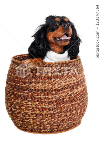 Happy Cavalier King Charles Spaniel dog in a basket Happy Cavalier King Charles Spaniel dog in a basket 123347564