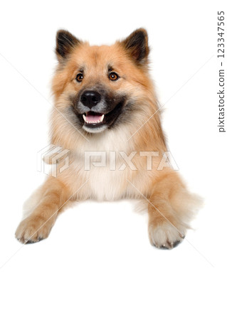 Happy Eurasier dog Happy Eurasier dog 123347565