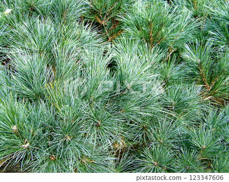 Pine texture Pine texture 123347606