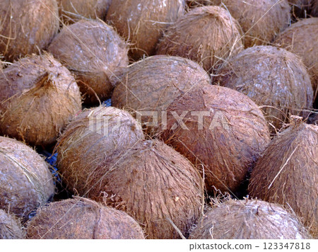 Big coconuts Big coconuts 123347818