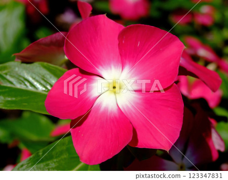 Flower macro Flower macro 123347831