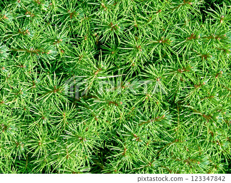 Christmas tree detail Christmas tree detail 123347842