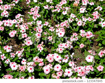 Flowers field Flowers field 123347845
