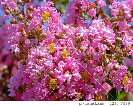 Pink flower Pink flower 123347929