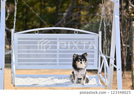 Long-coated Chihuahua (senior dog) Dog cafe mat on bench in dog run 123348025