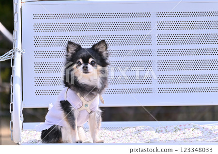 長毛吉娃娃（老年犬）狗跑道長凳上的狗咖啡墊 123348033