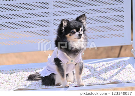 Long-coated Chihuahua (senior dog) Dog cafe mat on bench in dog run 123348037
