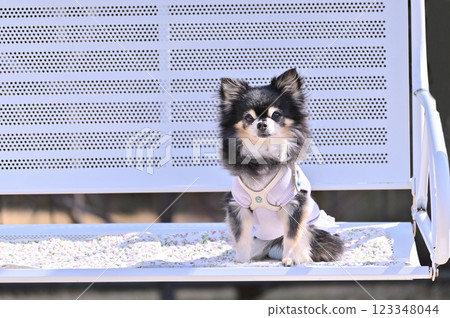 長毛吉娃娃（老年犬）狗跑道長凳上的狗咖啡墊 123348044