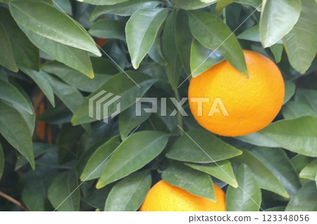 夏天桔子果子 123348056