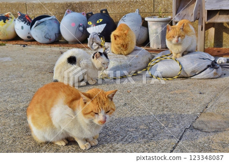 岡山縣六島的貓 123348087