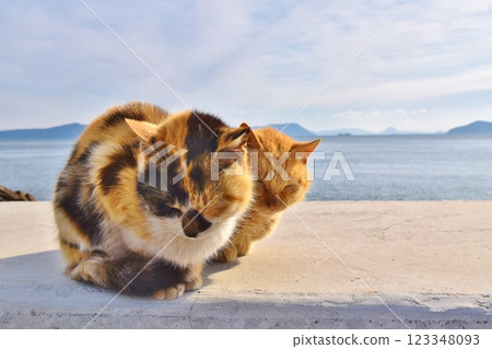 岡山縣六島的貓 123348093