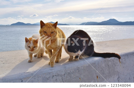 Cats of Mutsushima, Okayama Cats of Mutsushima, Okayama 123348094