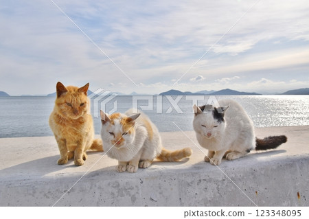 岡山縣六島的貓 123348095