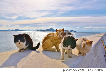 岡山縣六島的貓 岡山縣六島的貓 123348097