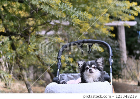 Walking in a dog cart among blooming mimosas Long-coated Chihuahua Spring material Walking in a dog cart among blooming mimosas Long-coated Chihuahua Spring material 123348219
