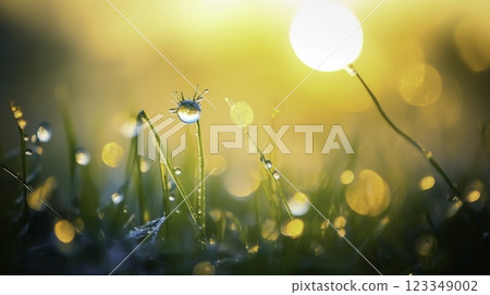 dew drops on the grass 123349002