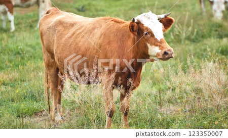 Guernsey cow with white markings peacefully grazing verdant farmland, representing pastoral serenity and agricultural landscape Guernsey cow with white markings peacefully grazing verdant farmland, representing pastoral serenity and agricultural landscape 123350007