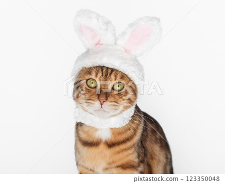 Funny bengal cat with rabbit ears on white background. Funny bengal cat with rabbit ears on white background. 123350048