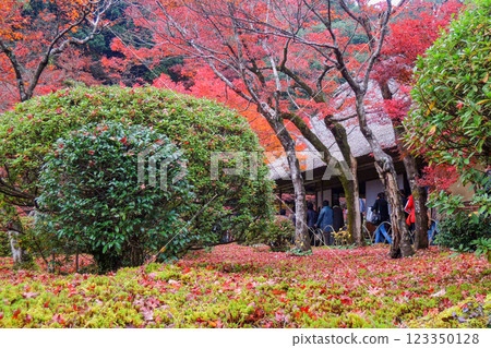 Autumn leaves of Nine years Autumn leaves of Nine years 123350128