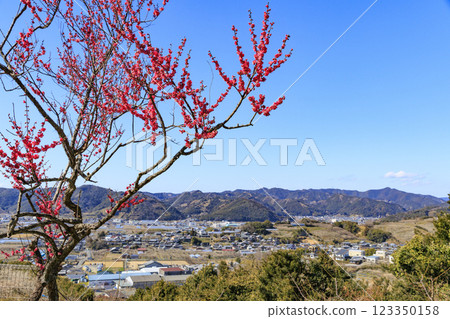 Southern plum grove in full bloom in Wakayama Southern plum grove in full bloom in Wakayama 123350158