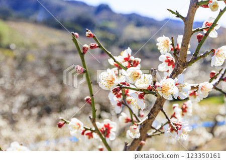 和歌山的南方梅林盛開 123350161