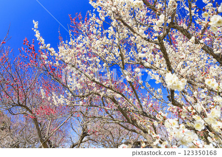 Southern plum grove in full bloom in Wakayama 123350168