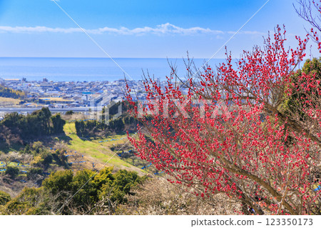 和歌山的南方梅林盛開 123350173