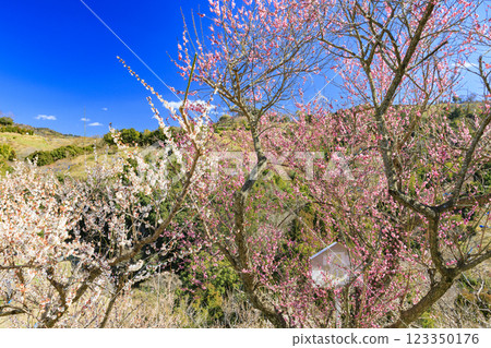 Southern plum grove in full bloom in Wakayama 123350176