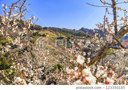 Southern plum grove in full bloom in Wakayama 123350185