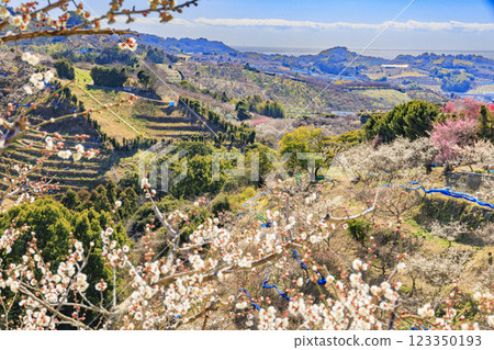 Southern plum grove in full bloom in Wakayama 123350193