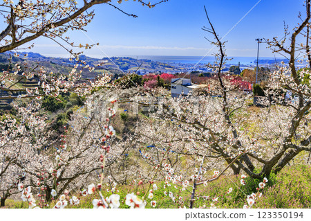 Southern plum grove in full bloom in Wakayama 123350194