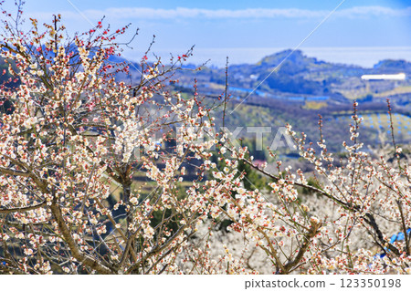 和歌山的南方梅林盛開 和歌山的南方梅林盛開 123350198