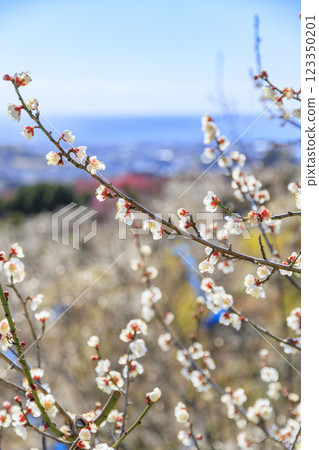 Southern plum grove in full bloom in Wakayama Southern plum grove in full bloom in Wakayama 123350201