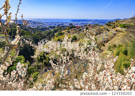 Southern plum grove in full bloom in Wakayama 123350203