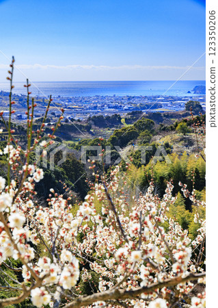 和歌山的南方梅林盛開 123350206