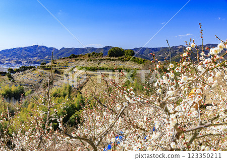 Southern plum grove in full bloom in Wakayama Southern plum grove in full bloom in Wakayama 123350211