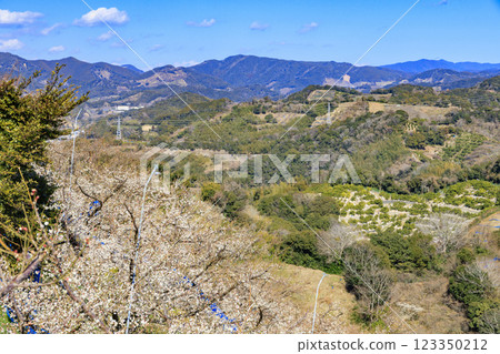 Southern plum grove in full bloom in Wakayama 123350212