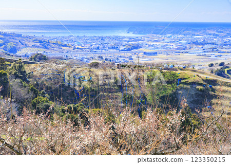 Southern plum grove in full bloom in Wakayama Southern plum grove in full bloom in Wakayama 123350215