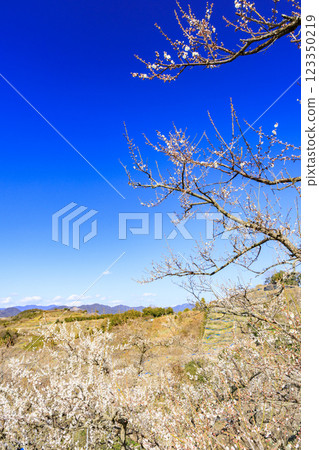 Southern plum grove in full bloom in Wakayama 123350219
