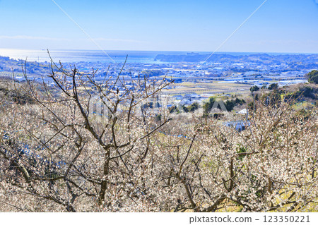 Southern plum grove in full bloom in Wakayama 123350221