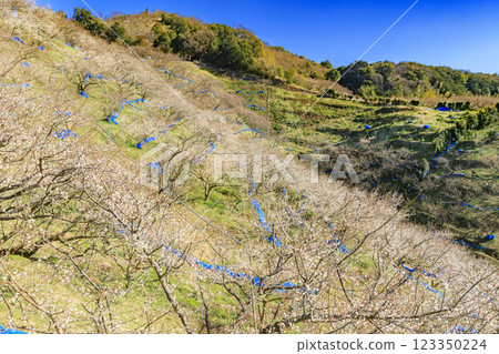 和歌山的南方梅林盛開 和歌山的南方梅林盛開 123350224