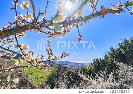 Southern plum grove in full bloom in Wakayama 123350225