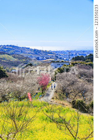 Southern plum grove in full bloom in Wakayama Southern plum grove in full bloom in Wakayama 123350233