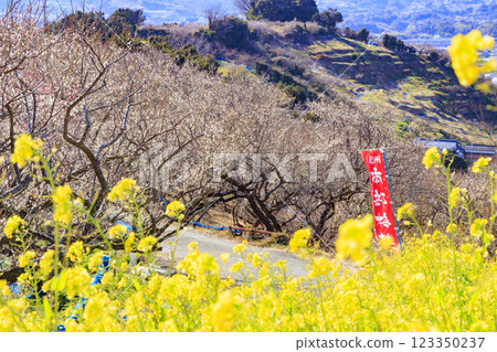 Southern plum grove in full bloom in Wakayama 123350237