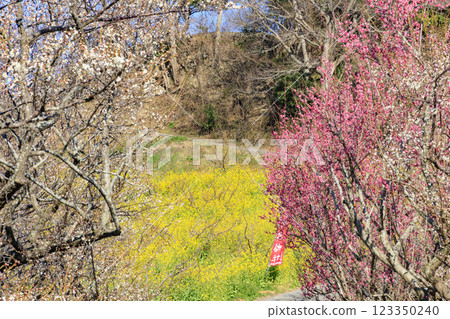 Southern plum grove in full bloom in Wakayama Southern plum grove in full bloom in Wakayama 123350240